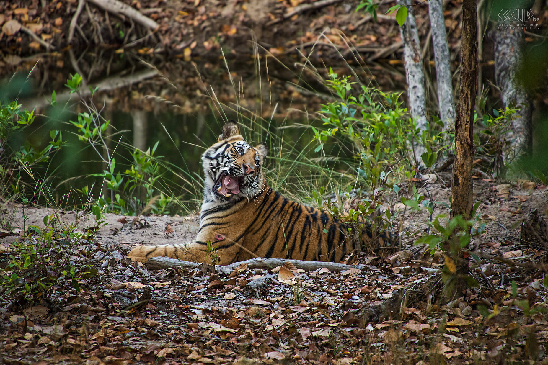 Bandhavgarh - Tiger A 2 year old male Bengal tiger in the Banbehi region in Bandhavgarh national parc in India. If felt privileged to see this wonderful animal in the wild. As you can see he had a small wound on his front leg. Stefan Cruysberghs